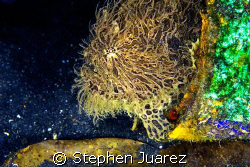 This Hairy Frog Fish was living in a 1 gallon paint can. ... by Stephen Juarez 